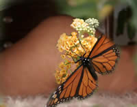 butterflydreams