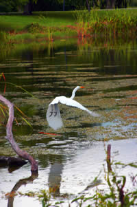 CraneinFlight