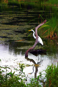 CurvingCrane