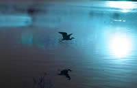FlyintotheLight