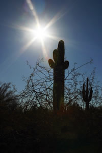 CactusShadows